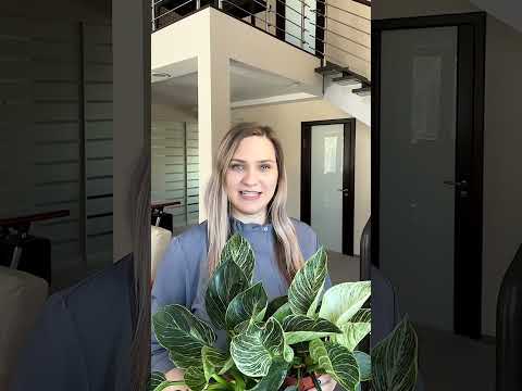 Video: Kako skrbeti za philodendron splendid?