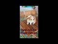 Corgi đực 0020091029 app all pet