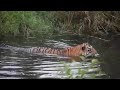 Huge tiger Shambhu at TADOBA @itmexplorer #tiger #wildanimals