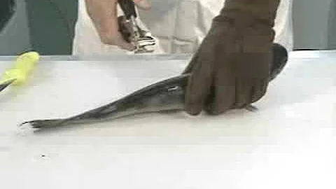 How to Clean Fish-Part 2 of 8