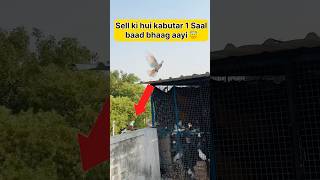 Sell ki hui kabutar 1 year baad return bhaag ayi 🕊️ #shorts #viral #pigeon