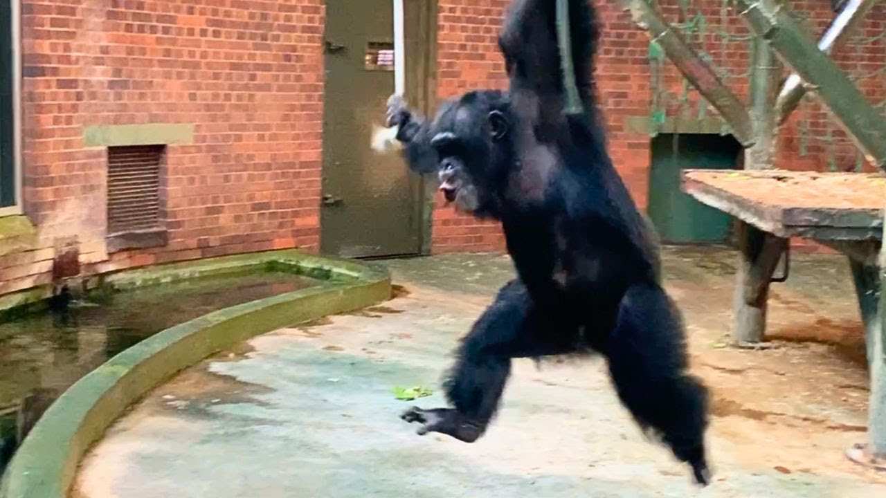 Нападение огромного шимпанзе на окно!