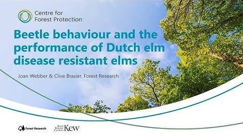 Beetle behaviour and the performance of Dutch elm disease-resistant elms