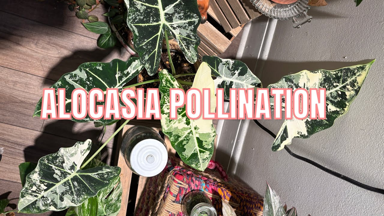 WILL IT POLLINATE?! Pollinating My Alocasia Freydek