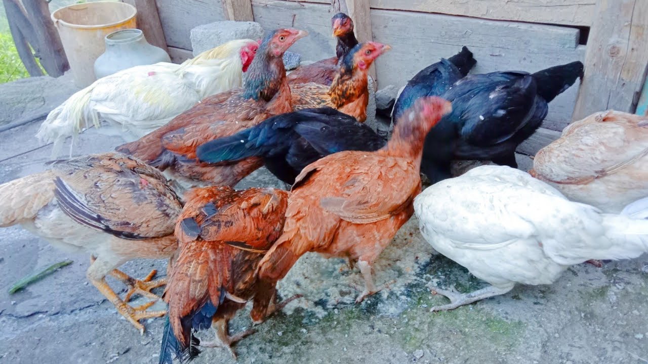 how to give food to chicken's for laying eggswhat to feed hens for