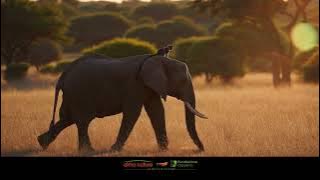 Choose Almo Nature HFC to support your cat's well-being and protect nature.