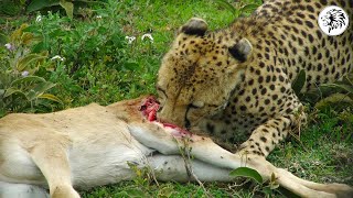 عندما يجوع الفهد الصياد مشاهد تحبس الانفاس عالم الحيوان