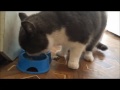 How my cat eat fish and saucege  cat lovers tv