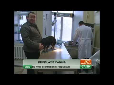 Video: Nu Comiteți Aceste Eșecuri în Sala De Așteptare A Clinicii Veterinare