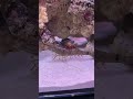 झींगे का गुप्त हथियार 😱 | #PistolShrimp #OceanBlast #TinyHunter