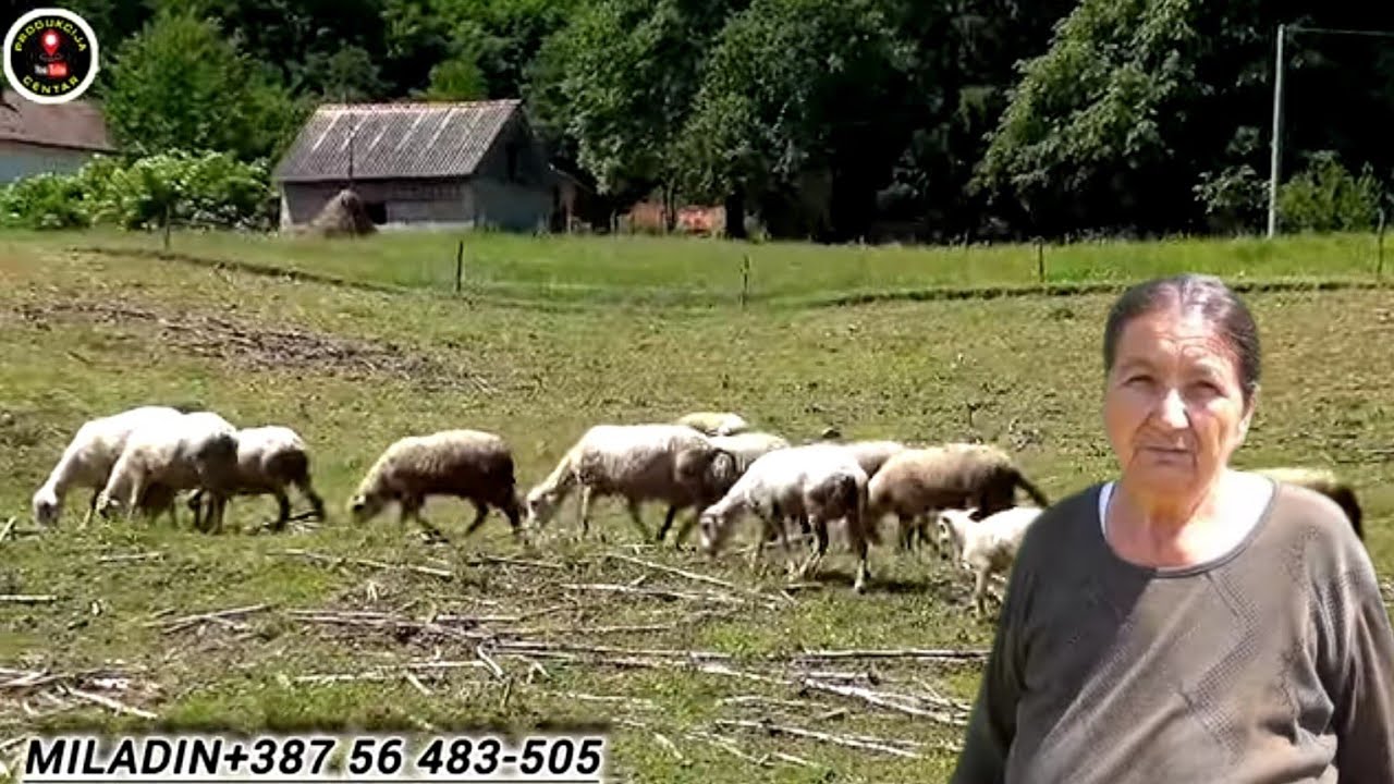 Da mi je prodati 4 ovce da baba kupi seb sta slatko,brašna za zimu.