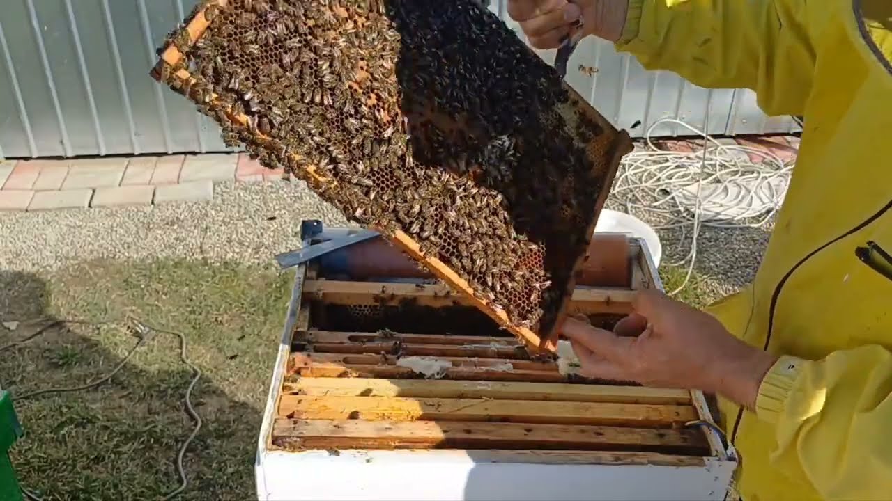 Deschid doua familii sa vad  ce puiet au
