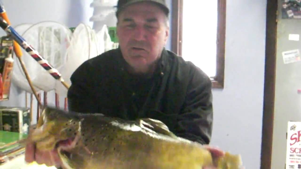 big brown trout with eggs at skippers bait shop in bristol connecticut