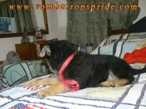 German Shepherd Puppies Vom Barron's Pride of Flor...