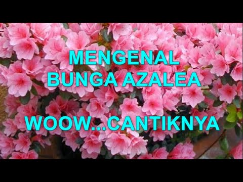 Mengenal Tanaman Hias Bunga Azalea / Rhododendron Indicum