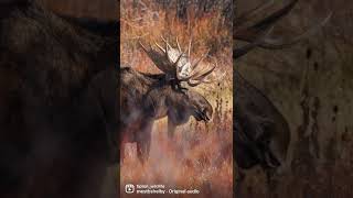 Bull Moose at Oxbow Bend in Grand Teton National Park 10/5/22 #grandtetonnationalpark #wildlife