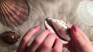 ASMR Tapping and Petting Seashells Whispered