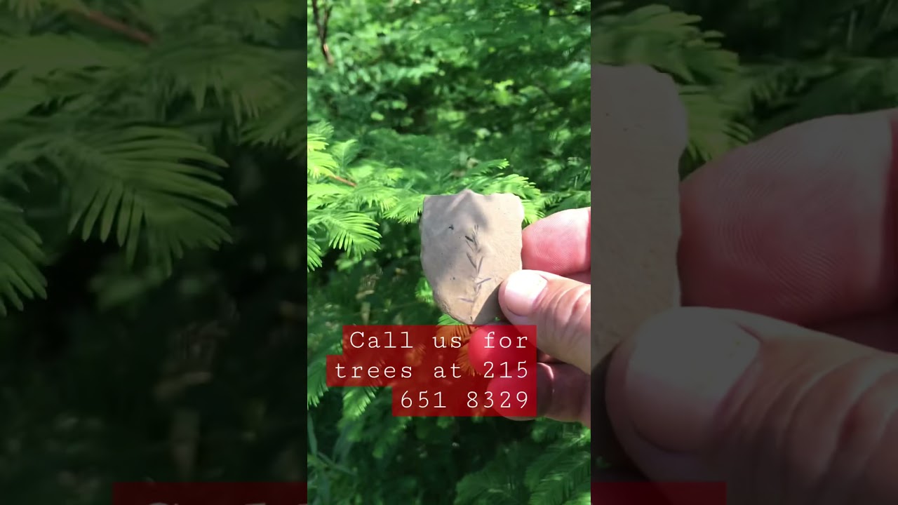 Replace your ash tree with this fast growing hardy tree.   Call us for trees at 215 651 8329