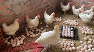 Collecting Hundreds of Fresh Eggs from Free Range Chickens | Daily Farm Life.