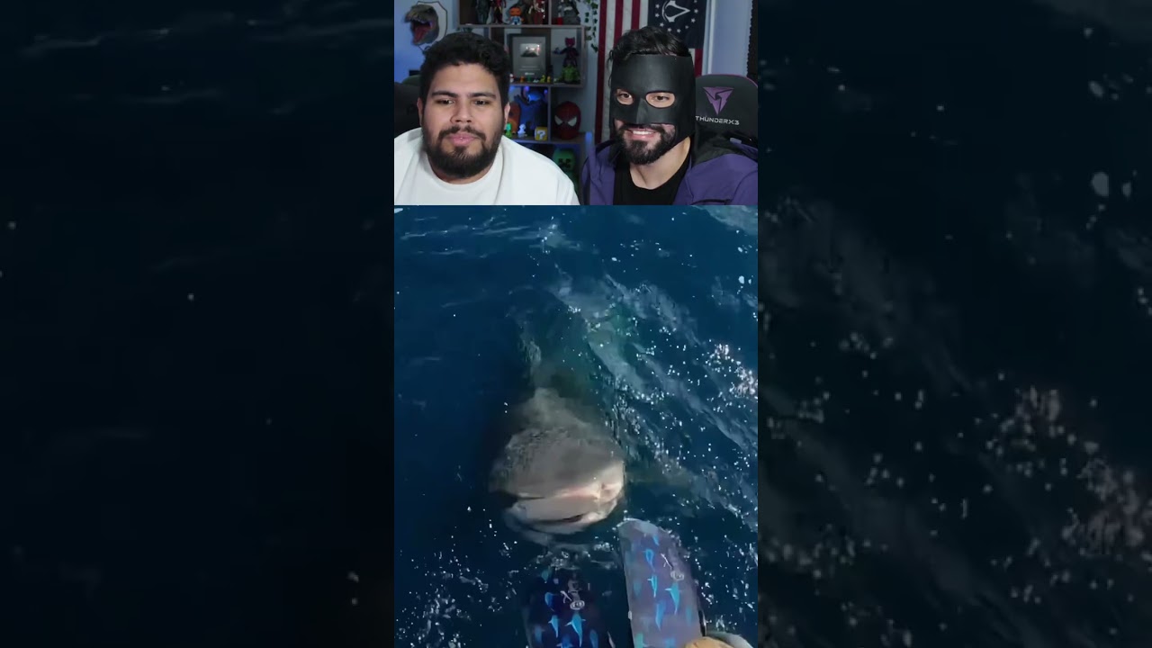 OLHA O TUBARÃO!