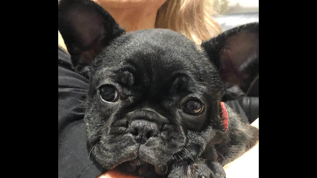 Kelly  the Frenchie - she will stand by you