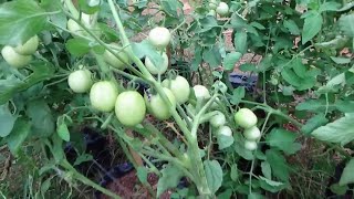 EASY & CHEAP HOW TO PLANT TOMATOES IN POLYBAGS FROM ZERO TO HARVEST