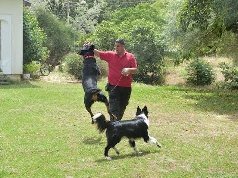 וִידֵאוֹ: איך להעביר את הכלב שלך מעבר לגבול