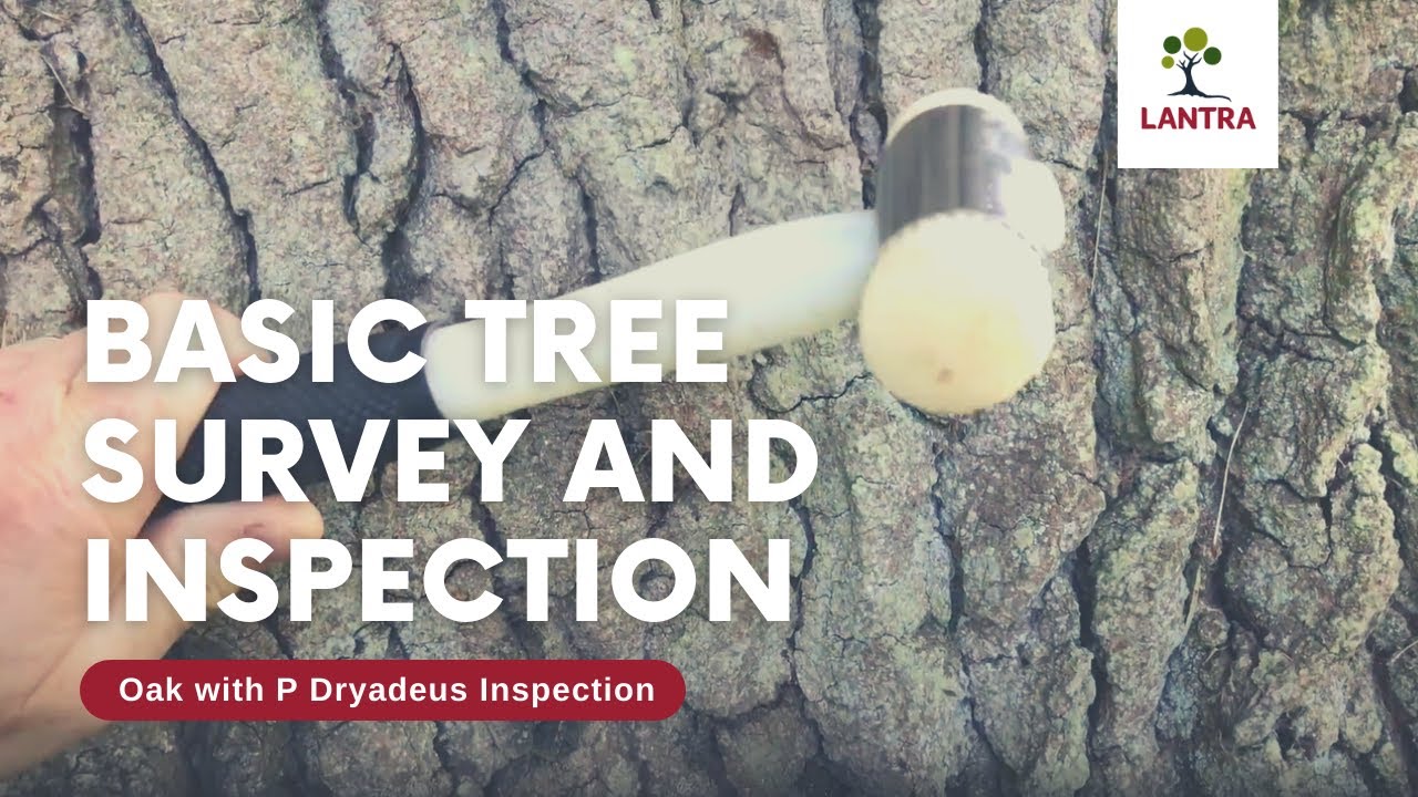 Basic Tree Survey and Inspection - 8. Oak with P Dryadeus Inspection ...