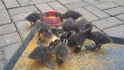 Cara merawat anak burung belibis di bawah usia 1 bulan