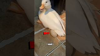 Huevo Roto ¡Pero Lograron Salvar al Patito! 🥚#shortsvideo