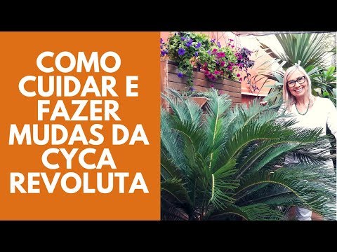 Vídeo: Informações Sobre os Cuidados com a Palmeira Sago