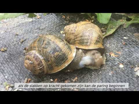 Video: Sumatraanse Weerhaken Kweken