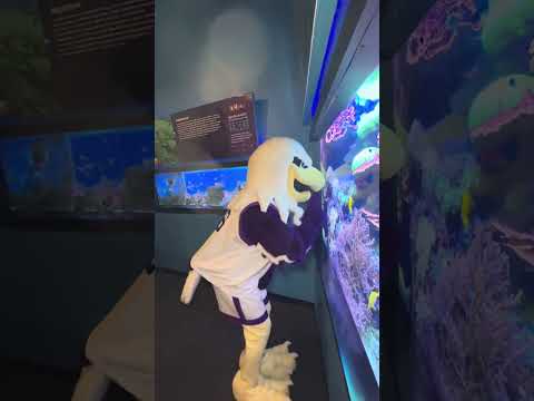 Monte the Eagle at the Aquarium of Niagara