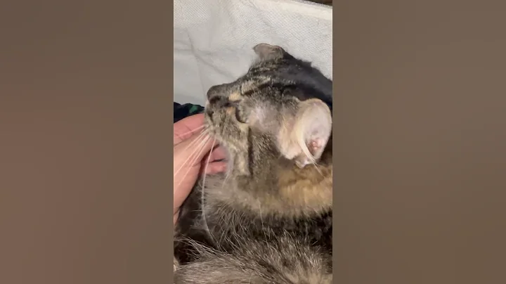 Watch the video about My Family Cat Veda Siberian Laying In A Basket #cats #family #siberiancat #meowing