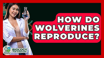 How Do Wolverines Reproduce? - Biology For Everyone