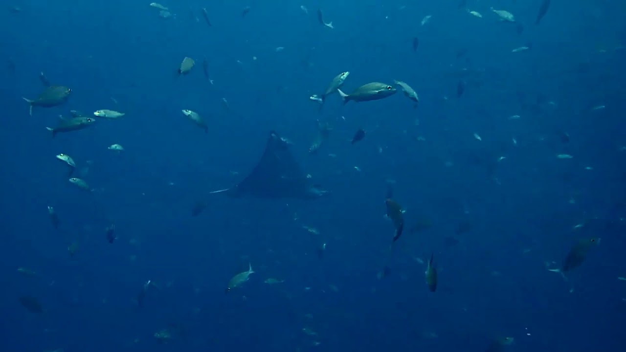 Aetobatus narinari (Whitespotted eagle ray)