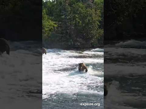 Scuba Steve Looks For Salmon