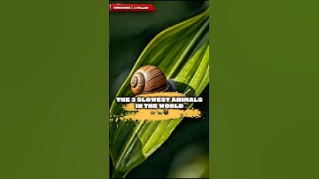 The 3 Slowest Animals in the World 🐌🐢🦥
