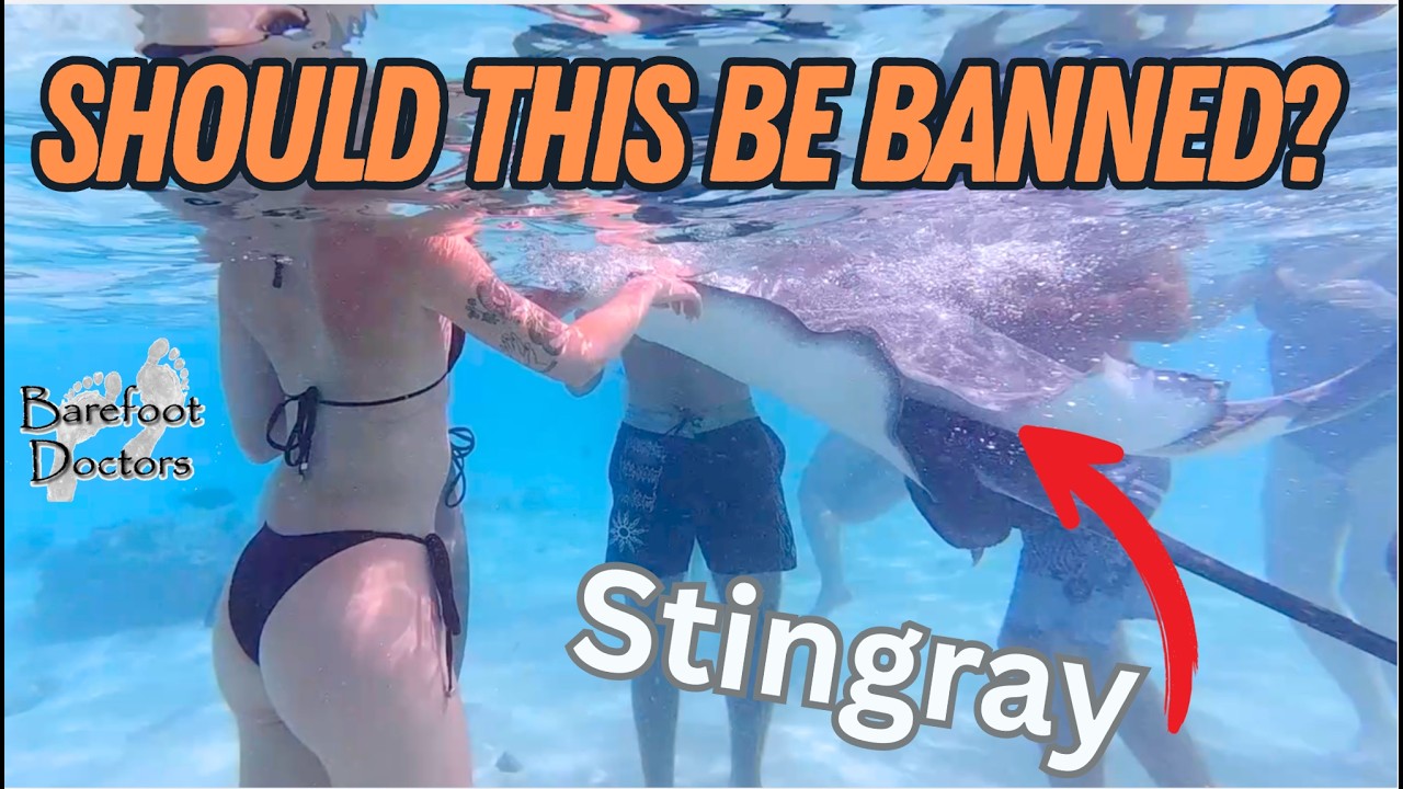 ⁣Paradise or Problem?  Shark and Stingray Feeding for Tourists - Nautitech 40. S6#26