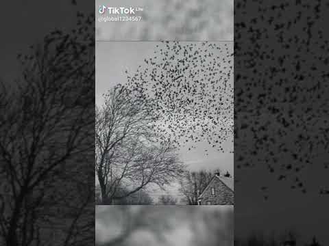 حالات واتس احمد سعد يا بخته اللي احنا من