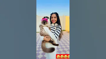 شفا شفاشفا شفا شفا شفا شفن شفا شفا2القطط القطط شرطة الاطفال شفاشفا Cat خلودة ايلسا Shfa 