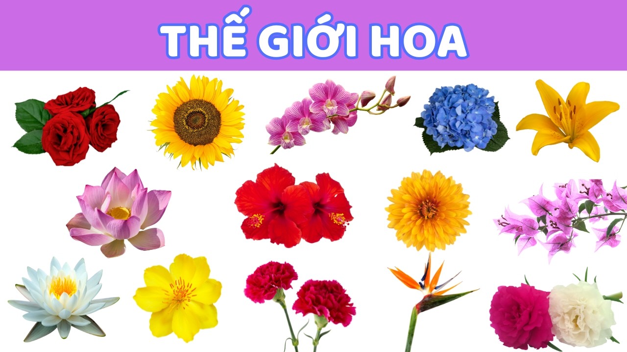 Khám Phá Thế Giới Các Loài Hoa 🌸 | Nhận Biết 26 Loài Hoa Quen Thuộc Cho Bé | Học Tên Hoa Vui Nhộn