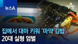 집에서 대마 키워 ‘마약 김밥’ 만든 20대…실형 엄벌 | 뉴스A