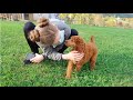 GOTCHA DAY: Red/Apricot Standard Poodle Puppy