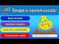 Sinapsis neuromuscular (Sinapsis mioneural)