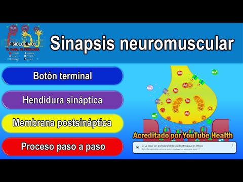 Vídeo: El Agotamiento De La Dinactina1 Conduce A La Inestabilidad De La Sinapsis Neuromuscular Y Anormalidades Funcionales