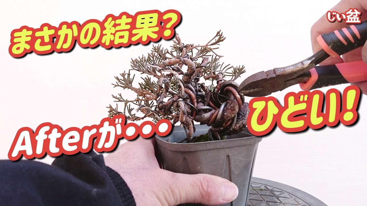 juniper] When I removed the wire, the shape collapsed. / For