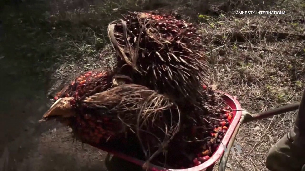 Palm Oil Giant Accused of Using Child Labor