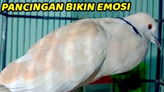 SUARA PUTER GACOR DAN KERAS AMPUH UNTUK RANGSANG PUTER BUNYI