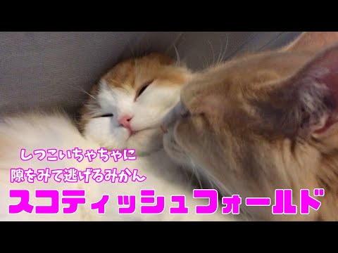 スコティッシュフォールドの子猫と猫のモフモフがもふもふで癒される【ねこ cat】
